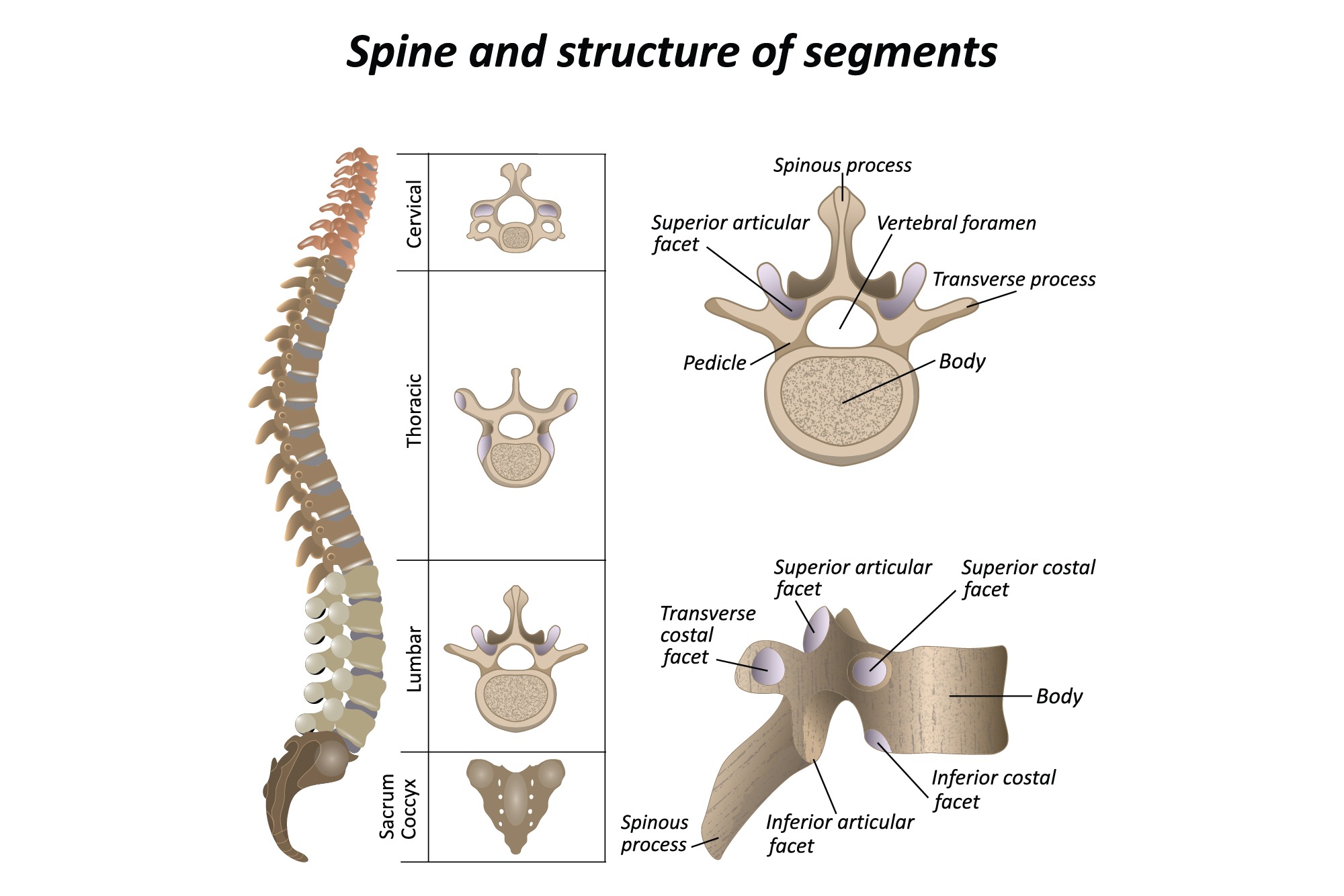 annatomy of spine 2-01
