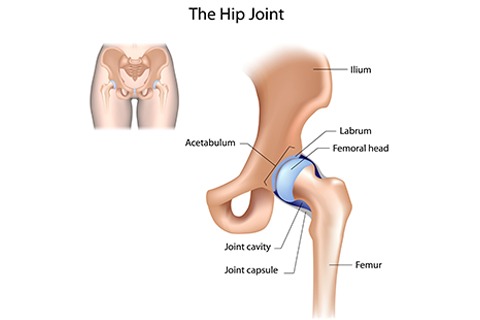 anatomy hip 2