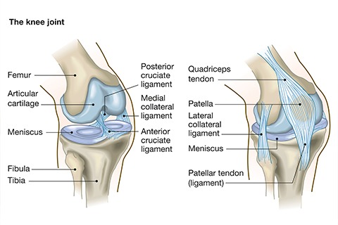 anatomy of knee 1