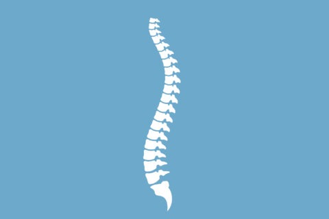 annatomy of spine 1-01