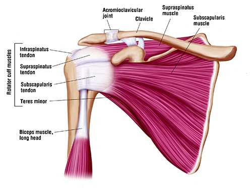 muscles and tendons