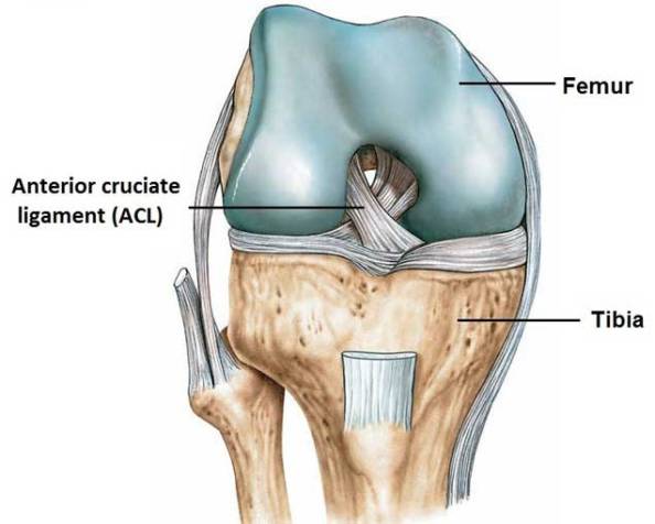 Acl1