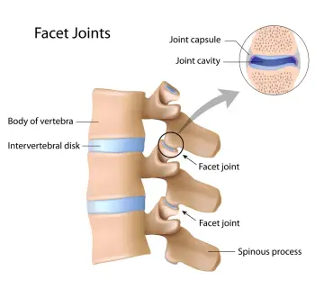facet joint