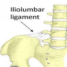 iliolumbar