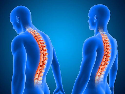 Spine
